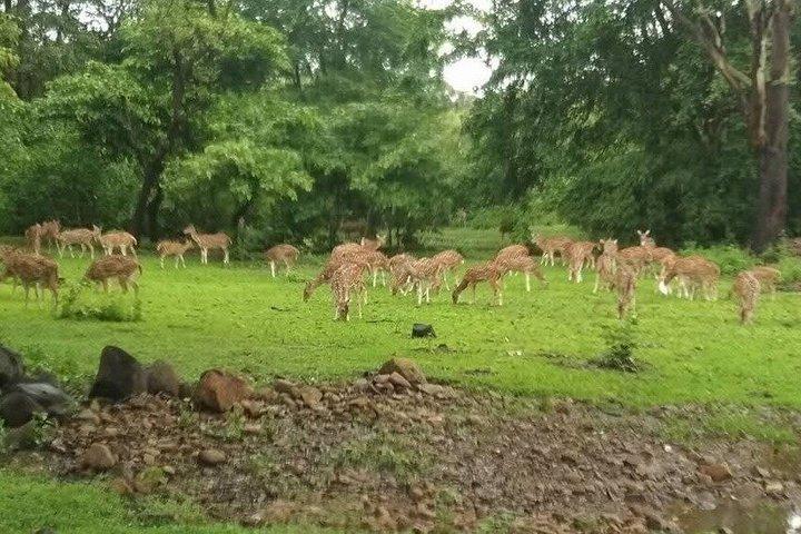 ムンバイSGNP：カンヘリ洞窟、タイガーサファリ＆ジャイナ寺院