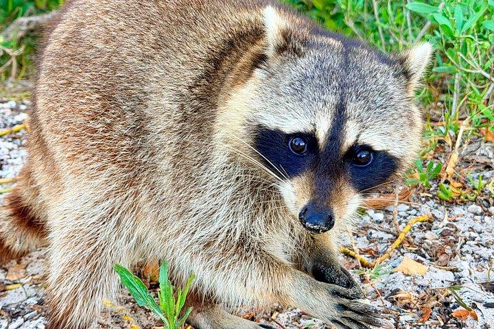 アライグマ島マイアミボートツアー（ワイルドライフ＆スイミング付き）