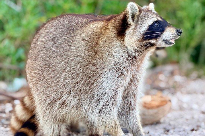 アライグマ島マイアミボートツアー（ワイルドライフ＆スイミング付き）