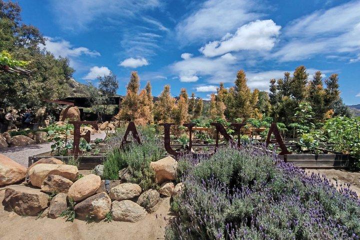 Private Tour in the Guadalupe Valley