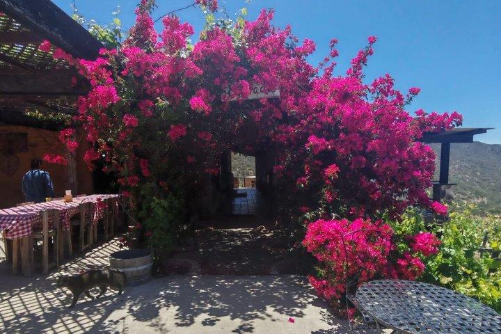 Private Tour in the Guadalupe Valley