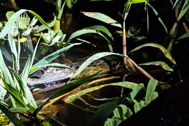 ドラド湖パカヤサミリア国立保護区での10日間の遠征