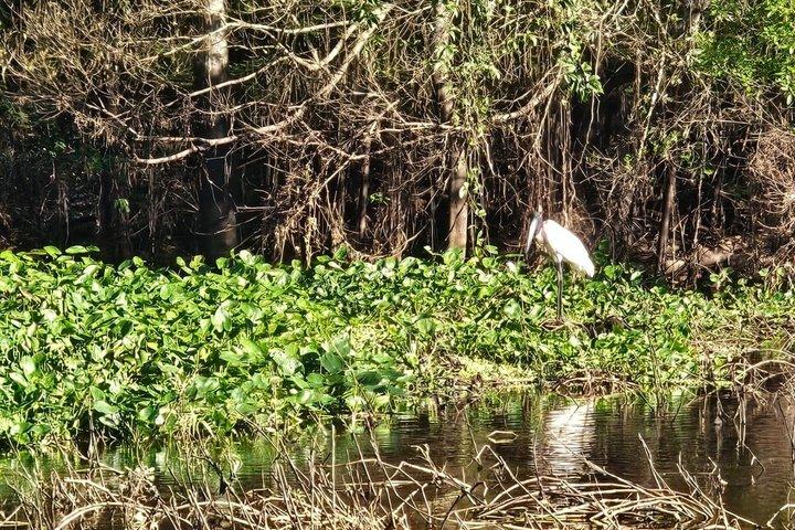 ドラド湖パカヤサミリア国立保護区での10日間の遠征