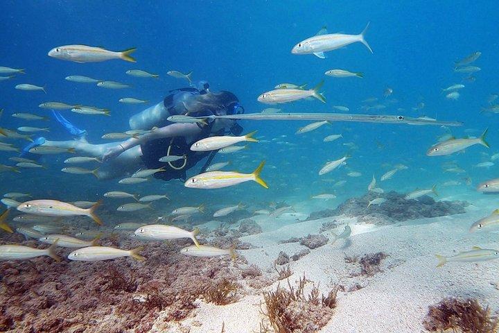Aventura privada de buceo principiante con videos gratis