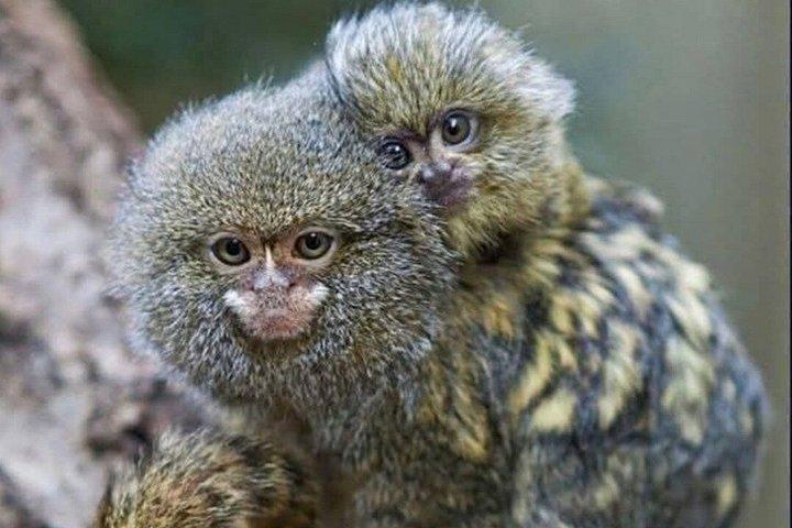 アマゾンの未開の探検 3日間2泊 パカヤ サミリア