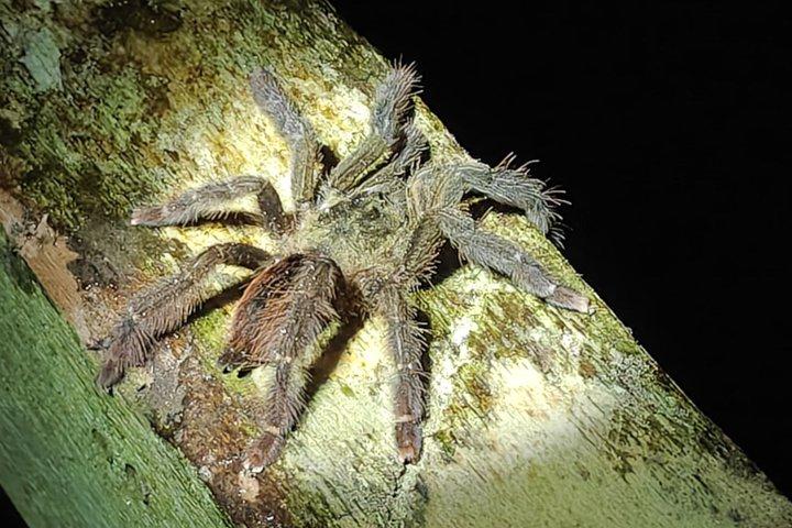 アマゾンの未開の探検 3日間2泊 パカヤ サミリア
