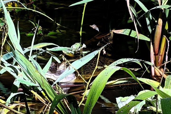 アマゾンの未開の探検 3日間2泊 パカヤ サミリア