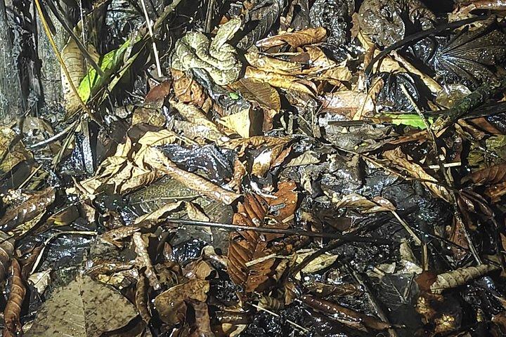 アマゾンの未開の探検 3日間2泊 パカヤ サミリア