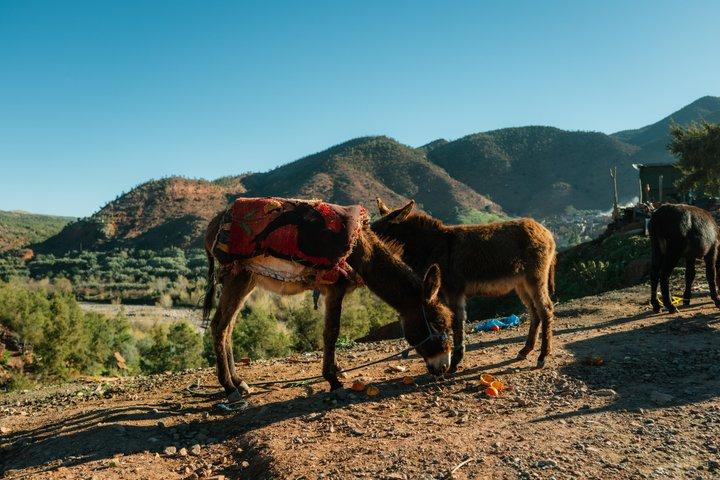 Marrakech: Ourika vandfald, Atlas bjerge, guide + frokost
