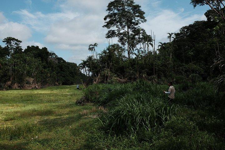 アマゾン パラダイス パカヤ サミリア国立保護区 4泊5日