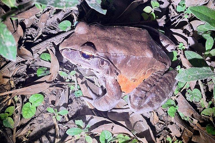 アマゾン パラダイス パカヤ サミリア国立保護区 4泊5日