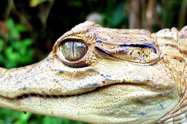 アマゾン パラダイス パカヤ サミリア国立保護区 4泊5日