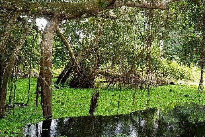 アマゾン パラダイス パカヤ サミリア国立保護区 4泊5日