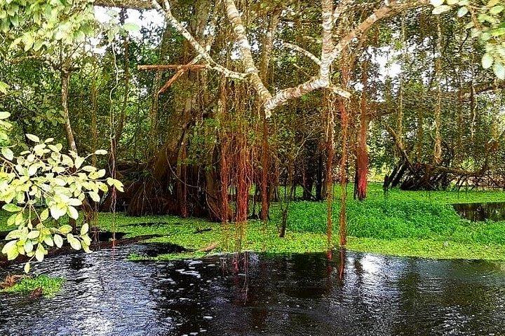 アマゾン パラダイス パカヤ サミリア国立保護区 4泊5日
