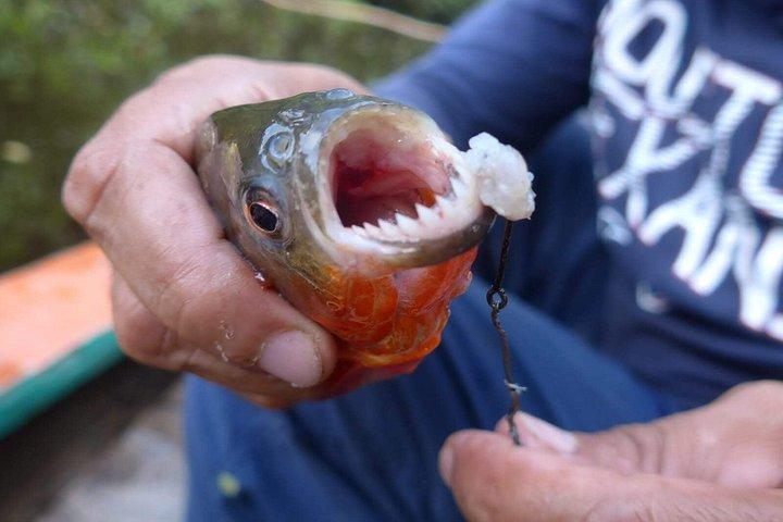 アマゾン パラダイス パカヤ サミリア国立保護区 4泊5日