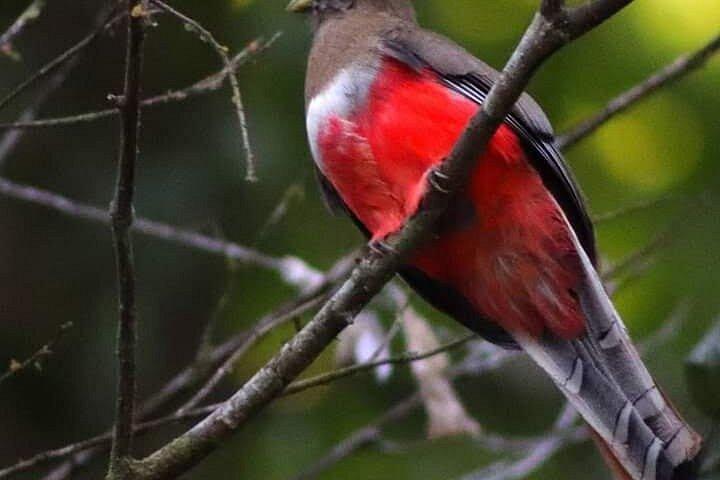 アマゾン パラダイス パカヤ サミリア国立保護区 4泊5日