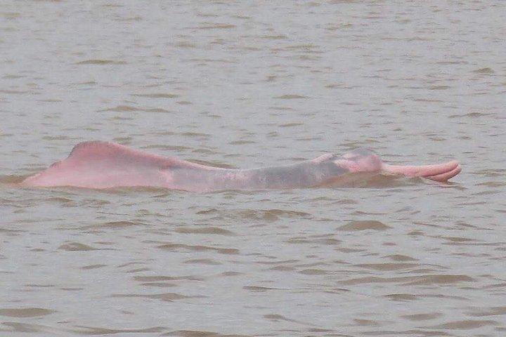 アマゾン パラダイス パカヤ サミリア国立保護区 4泊5日