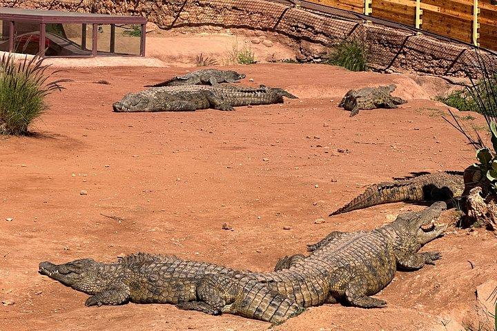 From Agadir visite Crocoparc & the famous three-climbing goats