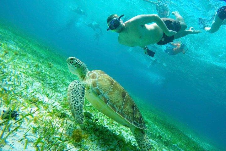 ヒトデとエイとコズメルガメ保護区シュノーケルツアー