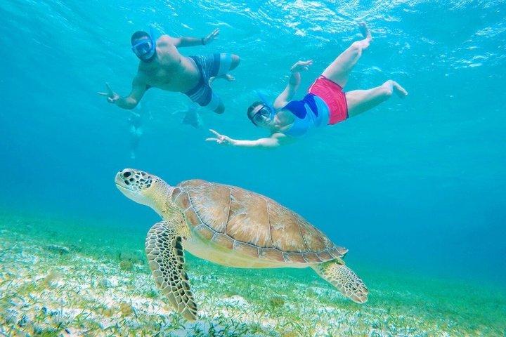 ヒトデとエイとコズメルガメ保護区シュノーケルツアー