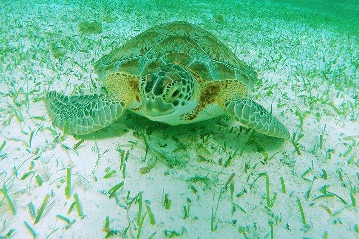 ヒトデとエイとコズメルガメ保護区シュノーケルツアー