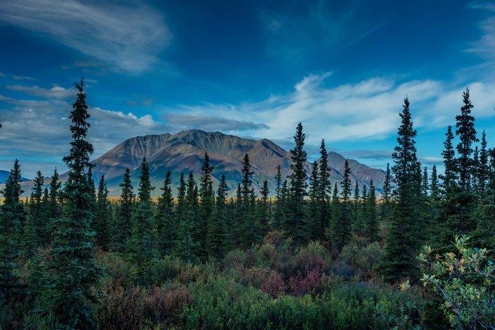 Wild Alaska Tour : Ganztägige Panoramareise von Fairbanks