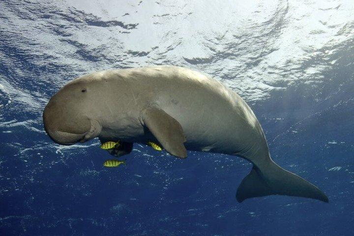 Coron Island Adventure Snorkeling Dugong Watching and More