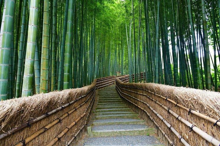 Kyoto 1-Day Tour from Tokyo by Nozomi Bullet Train & Private Car