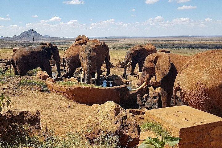 ツァボ・イーストとアンボセリ・サファリ3日間ディアニ・モンバサ発