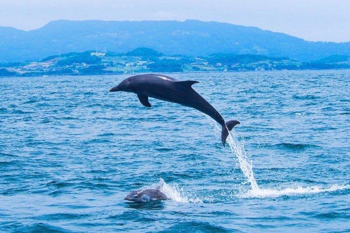 Delphin Encounter Experience com transfer + almoço