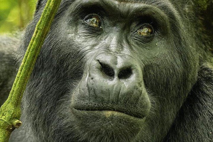 7 days Uganda Midrange Primate and Wildlife Safari