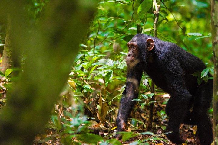 7 days Uganda Midrange Primate and Wildlife Safari