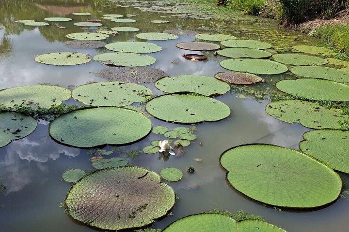 Native Aquatic Species, Jungle Hike & Animal Rescue Center -Alle tickets inbegrepen