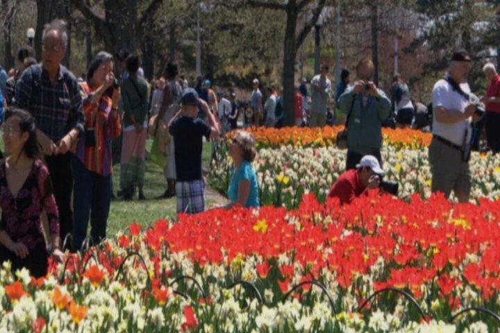 オタワチューリップフェスティバル観光ツアー1時間30分