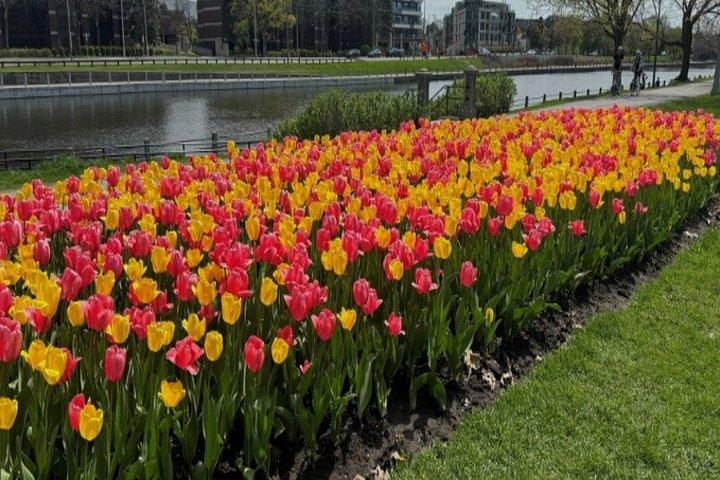 オタワチューリップフェスティバル観光ツアー1時間30分