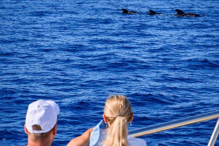 テネリフェ島でクジラを観察：泳ぎとランチ付きのヨットツアー