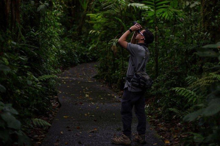 現地ナチュラリストガイド付きモンテベルデ野生動物発見ツアー