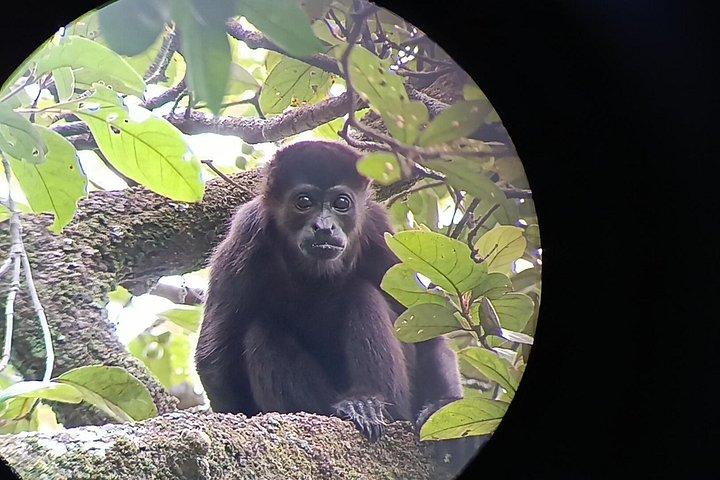 現地ナチュラリストガイド付きモンテベルデ野生動物発見ツアー