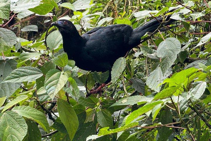 現地ナチュラリストガイド付きモンテベルデ野生動物発見ツアー