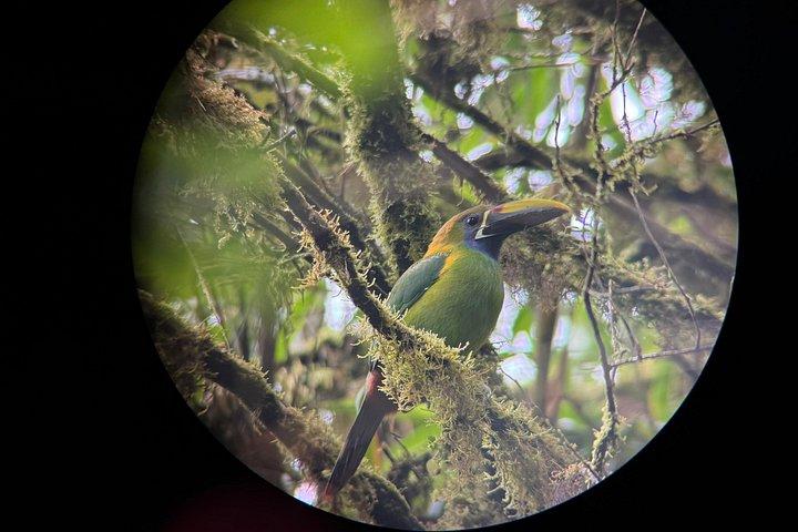 現地ナチュラリストガイド付きモンテベルデ野生動物発見ツアー