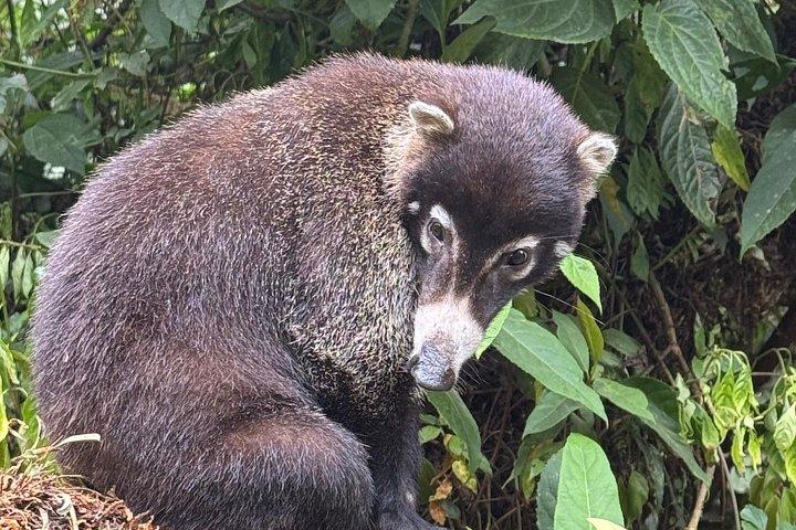 現地ナチュラリストガイド付きモンテベルデ野生動物発見ツアー