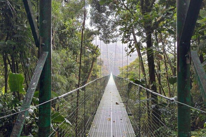 現地ナチュラリストガイド付きモンテベルデ野生動物発見ツアー