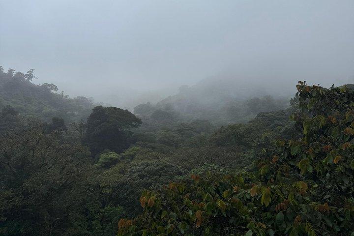 現地ナチュラリストガイド付きモンテベルデ野生動物発見ツアー