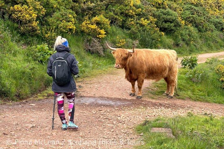 Hills, Heather & Highland Cows - Caminhada nas Pentlands