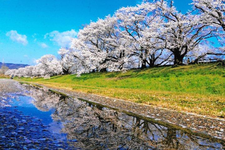 大阪箕面滝を体験,宇治・勝王子・さくらバスツアー