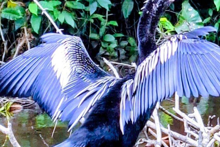 Tour privato in kayak attraverso i canali del Tortuguero