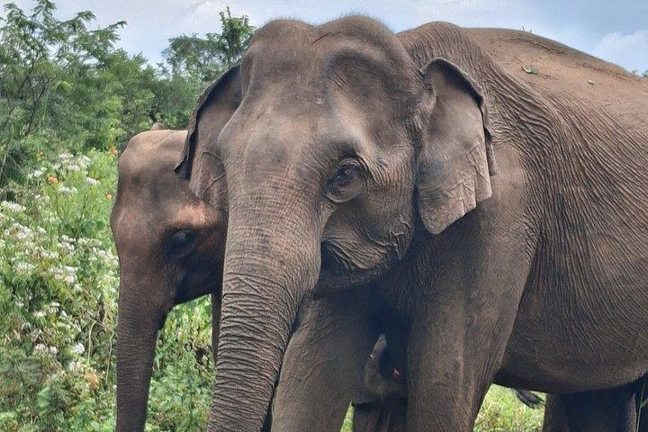 シギリヤ＆ミネリヤサファリ、ビレッジランチプライベート終日ツアー