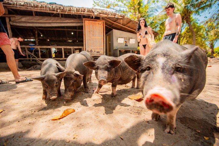 Roze Dolfijn en Varkenseiland per Speedboot vanaf Koh Samui