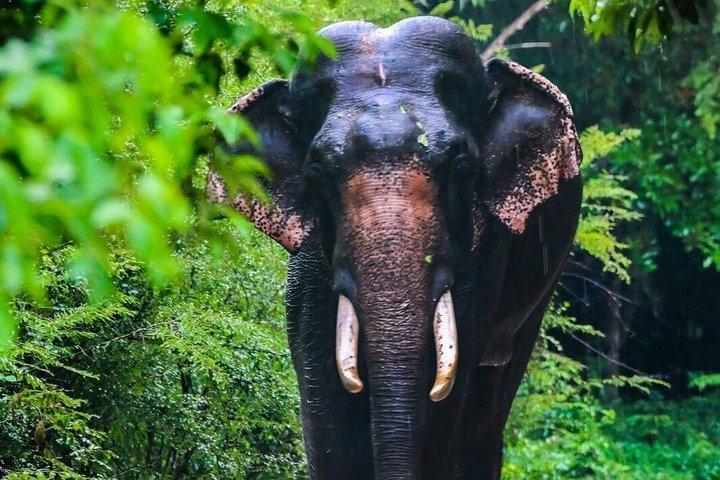 Minneriya National Park Safaris