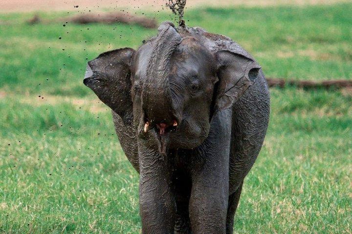 Safari sull'elefante di Minneriya